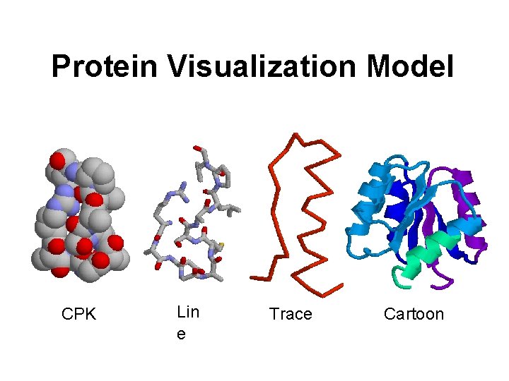 Protein Visualization Model CPK Lin e Trace Cartoon 