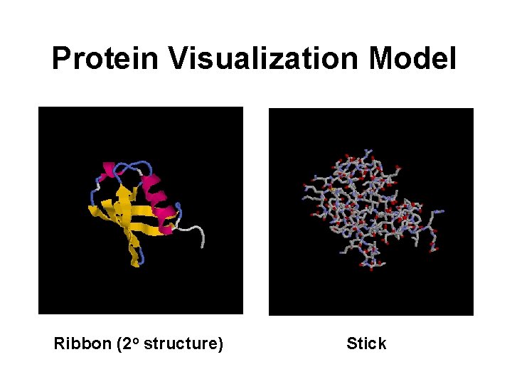 Protein Visualization Model Ribbon (2 o structure) Stick 