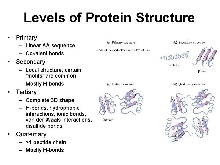 Levels of Protein Structure • Primary – Linear AA sequence – Covalent bonds •