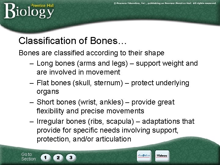 Classification of Bones… Bones are classified according to their shape – Long bones (arms