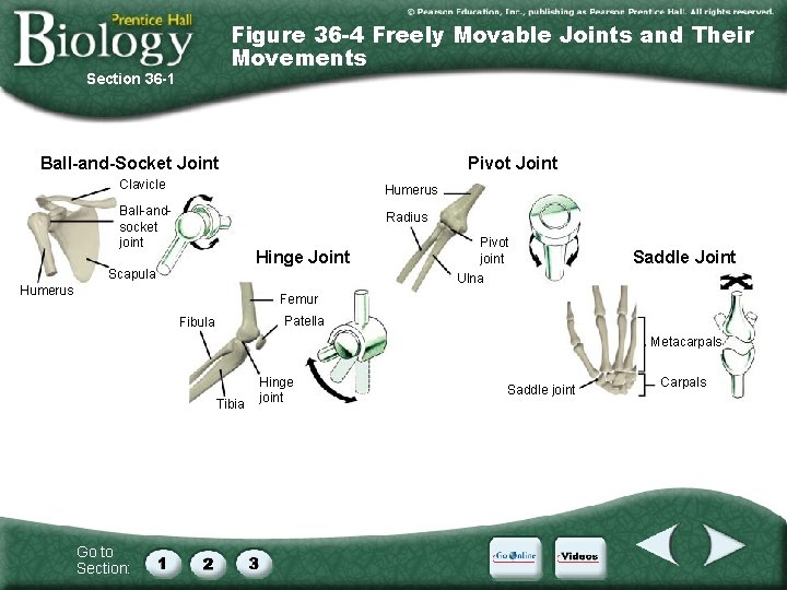 Figure 36 -4 Freely Movable Joints and Their Movements Section 36 -1 Ball-and-Socket Joint