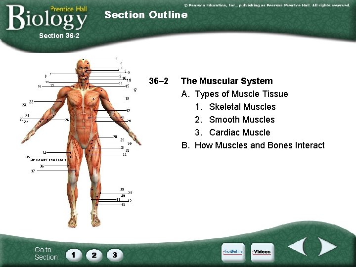 Section Outline Section 36 -2 36– 2 Go to Section: The Muscular System A.