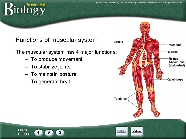 Functions of muscular system The muscular system has 4 major functions: – To produce
