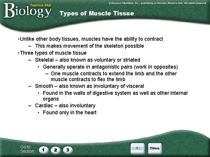 Types of Muscle Tissue • Unlike other body tissues, muscles have the ability to