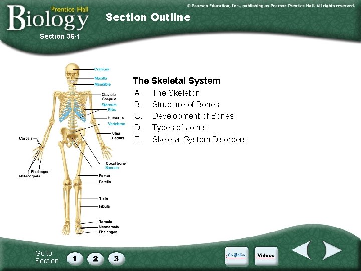 Section Outline Section 36 -1 36– 1 The Skeletal System A. B. C. D.
