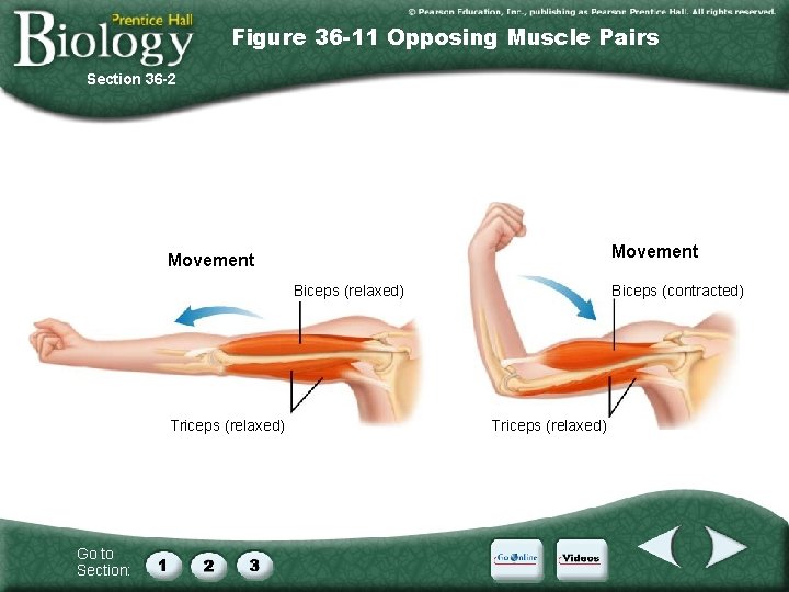 Figure 36 -11 Opposing Muscle Pairs Section 36 -2 Movement Biceps (relaxed) Triceps (relaxed)