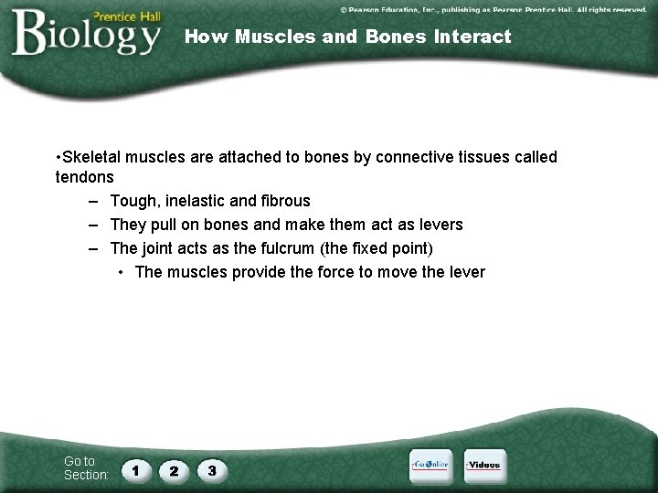 How Muscles and Bones Interact • Skeletal muscles are attached to bones by connective