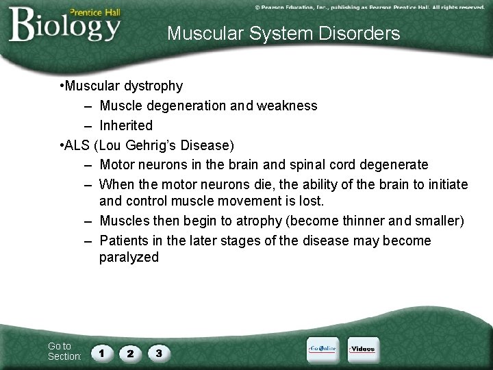 Muscular System Disorders • Muscular dystrophy – Muscle degeneration and weakness – Inherited •