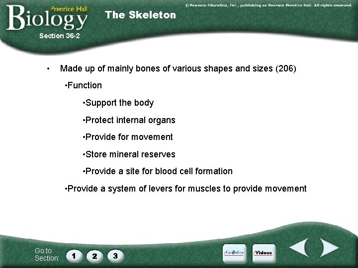 The Skeleton Section 36 -2 • Made up of mainly bones of various shapes