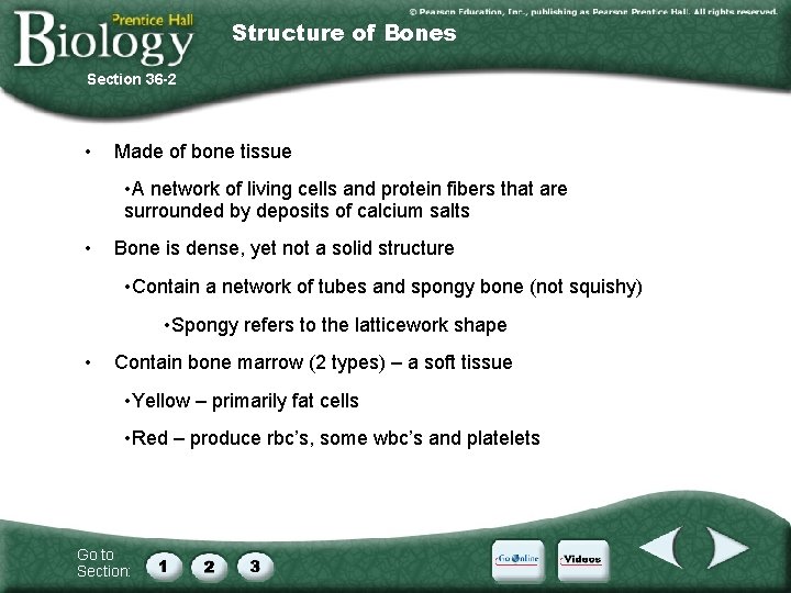 Structure of Bones Section 36 -2 • Made of bone tissue • A network