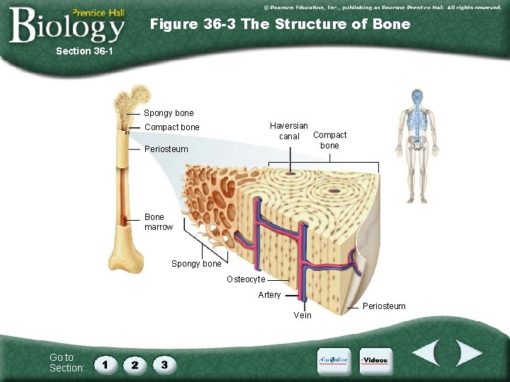 Figure 36 -3 The Structure of Bone Section 36 -1 Spongy bone Haversian Compact