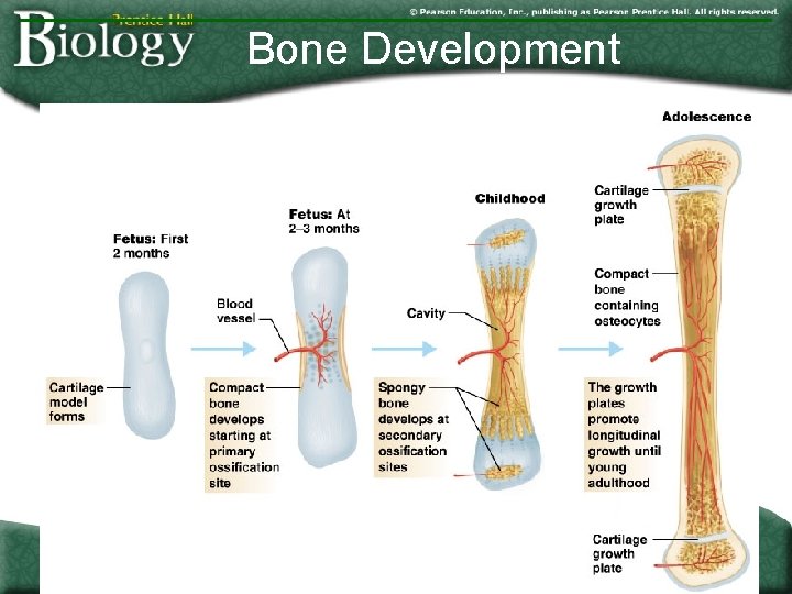 Bone Development Go to Section: Figure 5. 2 