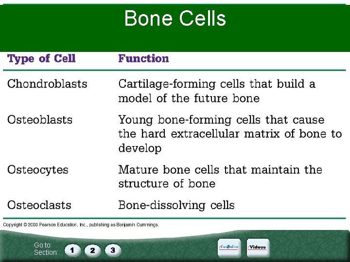 Bone Cells Go to Section: 