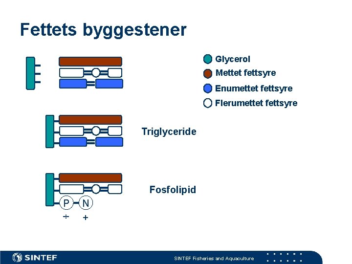 Fettets byggestener Glycerol Mettet fettsyre Enumettet fettsyre Flerumettet fettsyre Triglyceride Fosfolipid P ÷ N