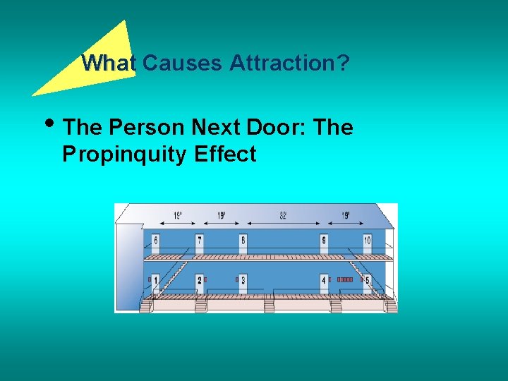 What Causes Attraction? • The Person Next Door: The Propinquity Effect 