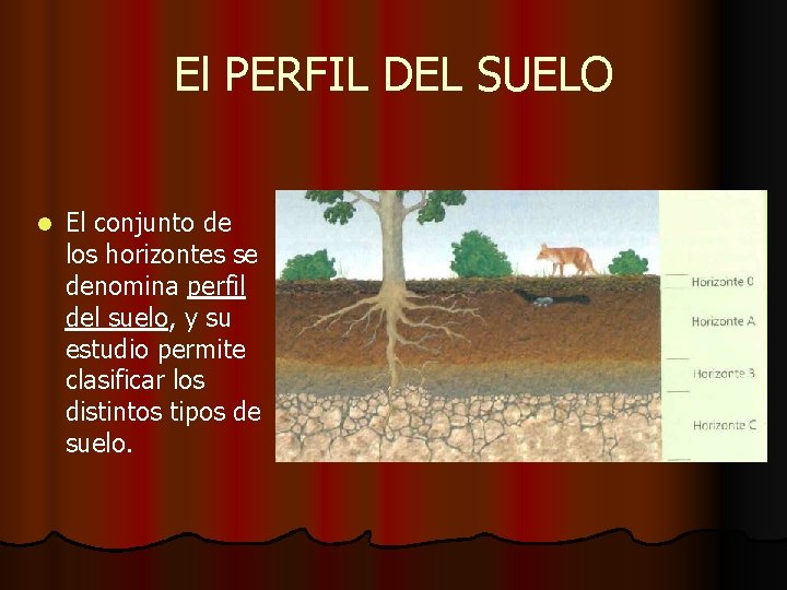 El PERFIL DEL SUELO l El conjunto de los horizontes se denomina perfil del El PERFIL DEL SUELO l El conjunto de los horizontes se denomina perfil del