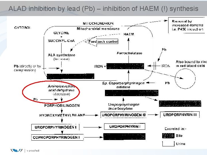 ALAD inhibition by lead (Pb) – inhibition of HAEM (!) synthesis 