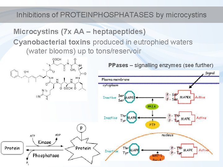 Inhibitions of PROTEINPHOSPHATASES by microcystins Microcystins (7 x AA – heptapeptides) Cyanobacterial toxins produced