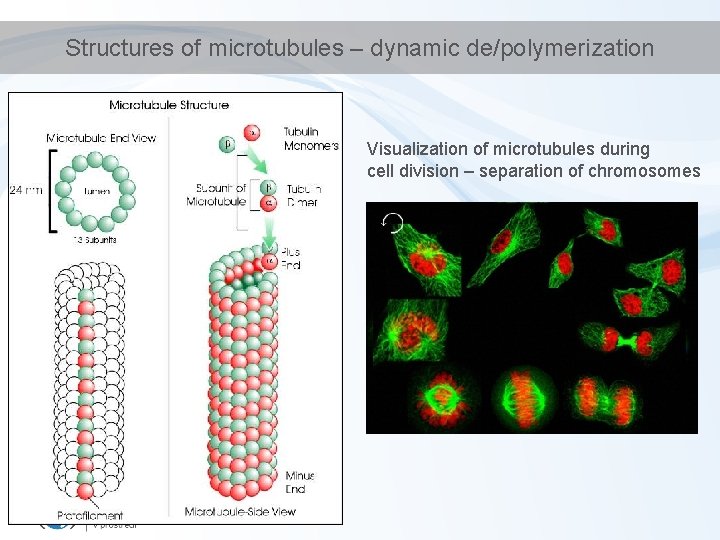 Structures of microtubules – dynamic de/polymerization Visualization of microtubules during cell division – separation