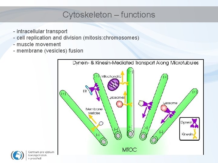Cytoskeleton – functions - intracellular transport - cell replication and division (mitosis: chromosomes) -