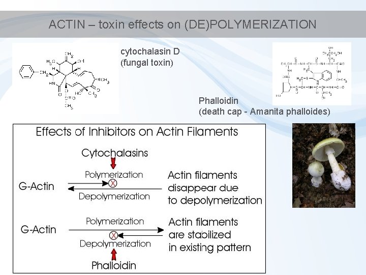 ACTIN – toxin effects on (DE)POLYMERIZATION cytochalasin D (fungal toxin) Phalloidin (death cap -