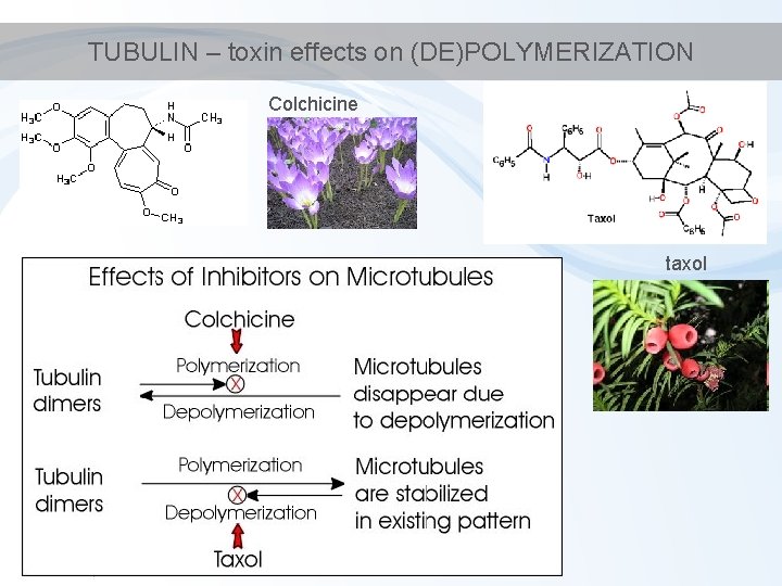 TUBULIN – toxin effects on (DE)POLYMERIZATION Colchicine taxol 