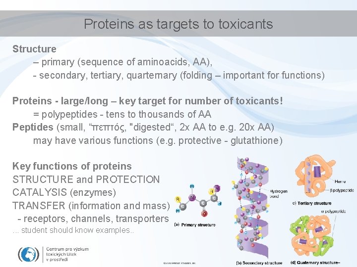 Proteins as targets to toxicants Structure – primary (sequence of aminoacids, AA), - secondary,