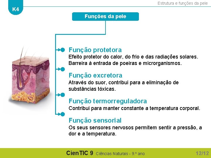 K 4 Estrutura e funes da pele Cien