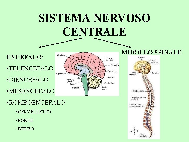 SISTEMA NERVOSO CENTRALE ENCEFALO: • TELENCEFALO • DIENCEFALO • MESENCEFALO • ROMBOENCEFALO • CERVELLETTO