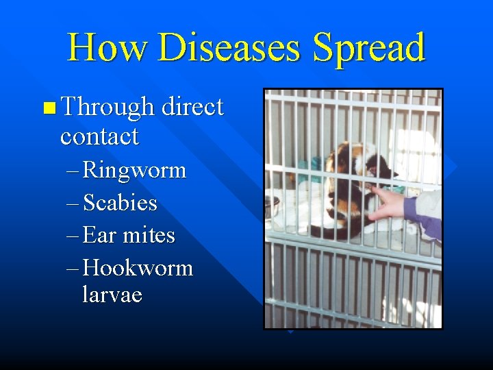 How Diseases Spread n Through direct contact – Ringworm – Scabies – Ear mites