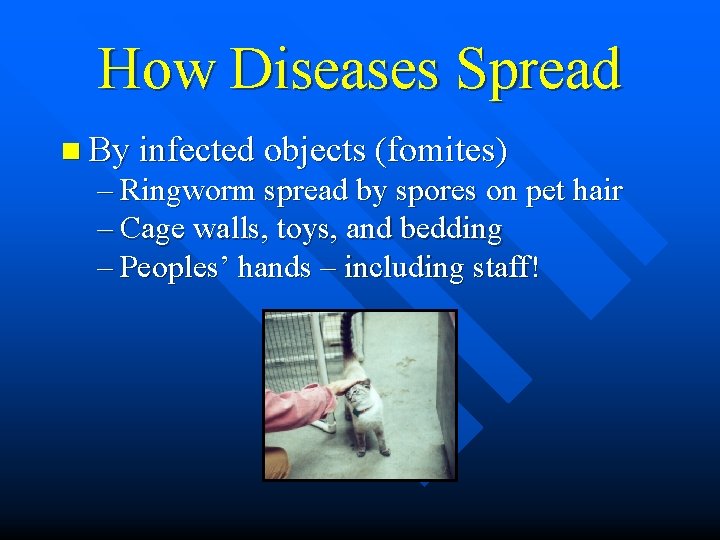 How Diseases Spread n By infected objects (fomites) – Ringworm spread by spores on