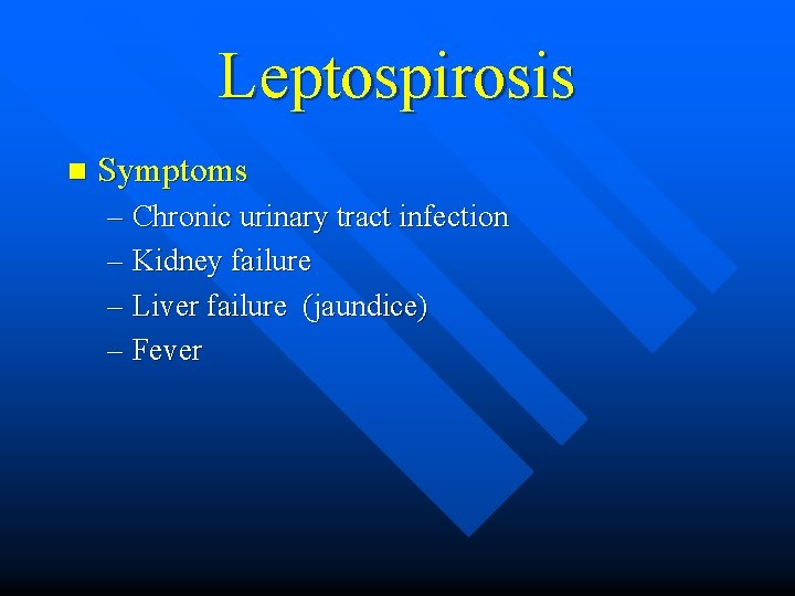 Leptospirosis n Symptoms – Chronic urinary tract infection – Kidney failure – Liver failure