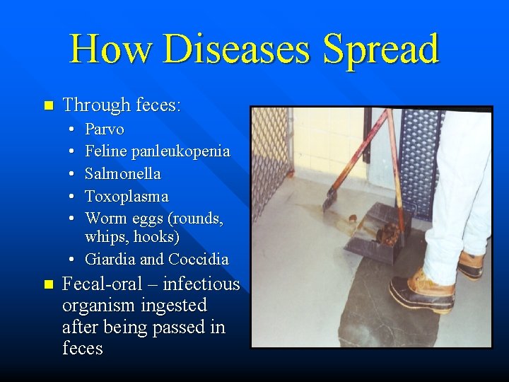 How Diseases Spread n Through feces: • • • Parvo Feline panleukopenia Salmonella Toxoplasma
