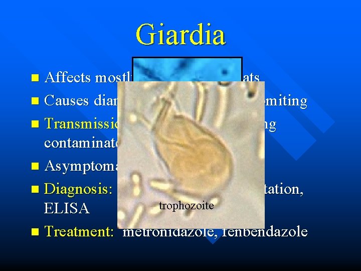 Giardia Affects mostly dogs, but also cats n Causes diarrhea and sometimes vomiting n