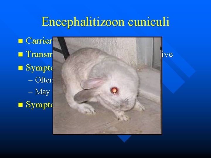 Encephalitizoon cuniculi Carriers - rabbits n Transmission – rabbit urine is infective n Symptoms