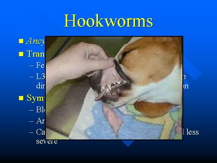 Hookworms Ancylostoma spp. and Uncinaria spp. n Transmission n – Fecal-oral (eggs) – dog