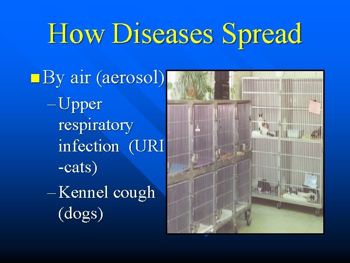 How Diseases Spread n By air (aerosol) – Upper respiratory infection (URI -cats) –