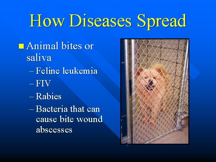 How Diseases Spread n Animal bites or saliva – Feline leukemia – FIV –