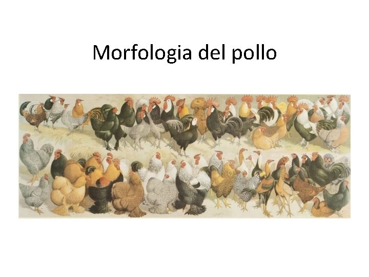 Morfologia del pollo 