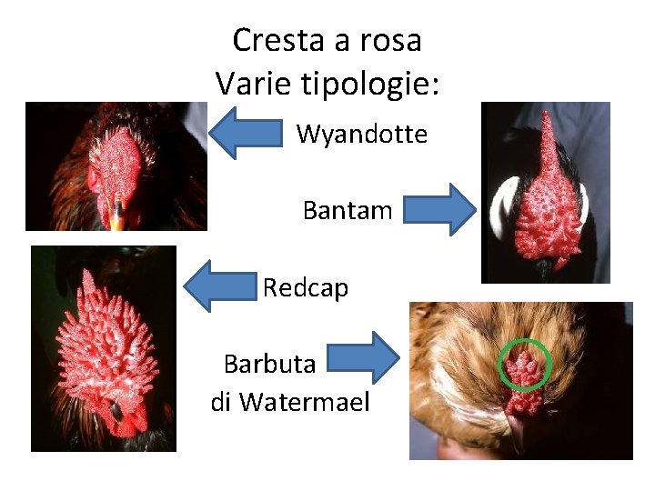 Cresta a rosa Varie tipologie: Wyandotte Bantam Redcap Barbuta di Watermael 