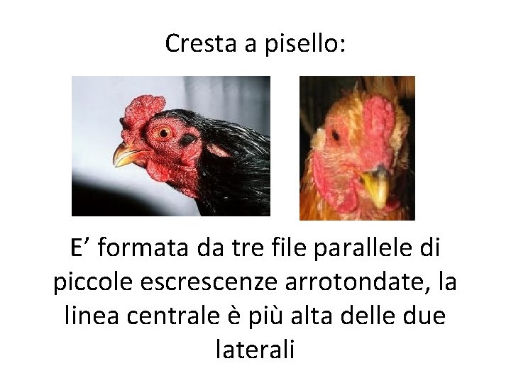 Cresta a pisello: E’ formata da tre file parallele di piccole escrescenze arrotondate, la