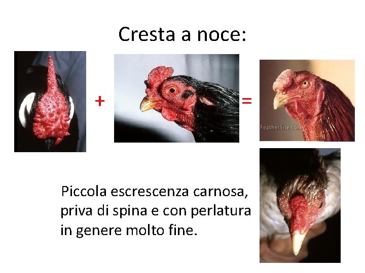 Cresta a noce: + = Piccola escrescenza carnosa, priva di spina e con perlatura