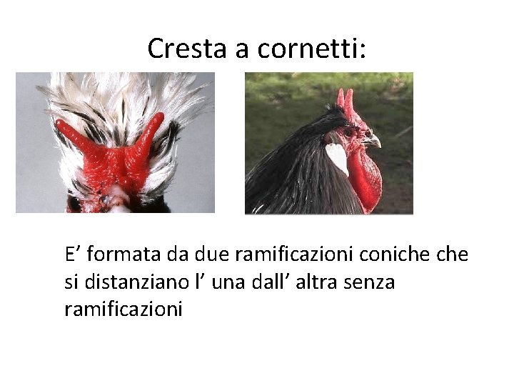 Cresta a cornetti: E’ formata da due ramificazioni coniche si distanziano l’ una dall’