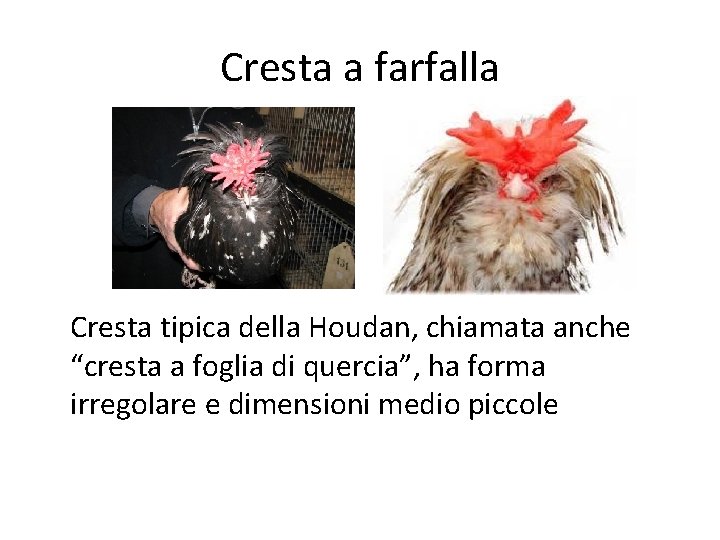 Cresta a farfalla Cresta tipica della Houdan, chiamata anche “cresta a foglia di quercia”,