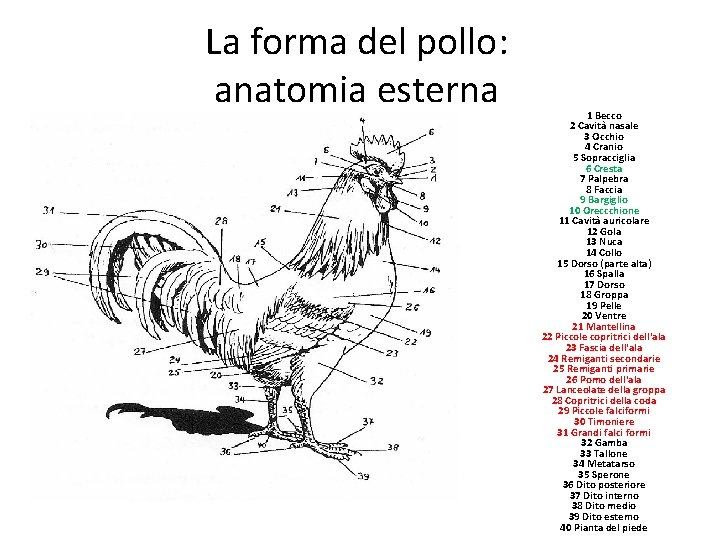 La forma del pollo: anatomia esterna 1 Becco 2 Cavità nasale 3 Occhio 4