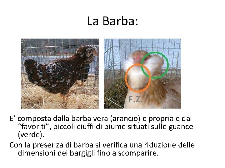 La Barba: E’ composta dalla barba vera (arancio) e propria e dai “favoriti”, piccoli