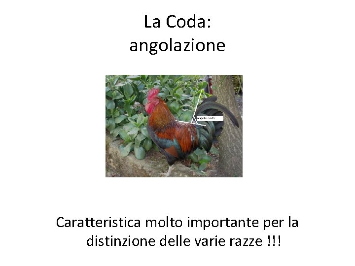 La Coda: angolazione Caratteristica molto importante per la distinzione delle varie razze !!! 
