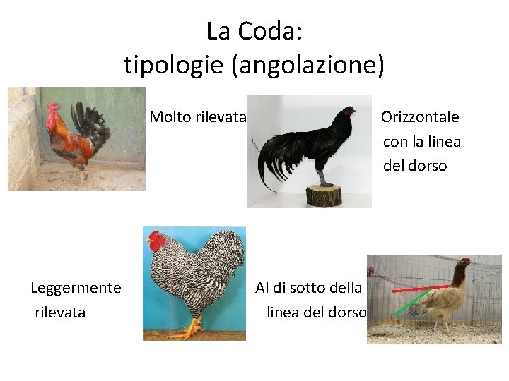 La Coda: tipologie (angolazione) Molto rilevata Leggermente rilevata Orizzontale con la linea del dorso