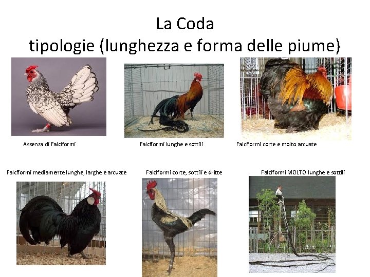 La Coda tipologie (lunghezza e forma delle piume) Assenza di Falciformi mediamente lunghe, larghe