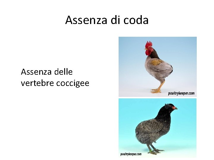 Assenza di coda Assenza delle vertebre coccigee 